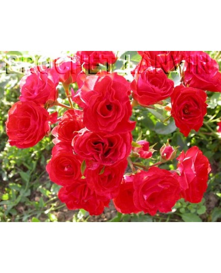 Rosa 'Red Bells' - Rosaceae - Rosier