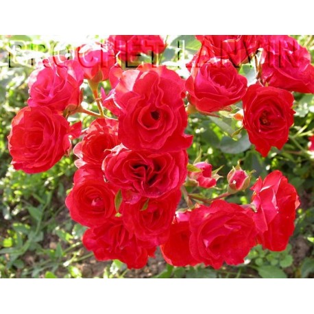 Rosa 'Red Bells' - Rosaceae - Rosier