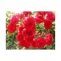 Rosa 'Red Bells' - Rosaceae - Rosier