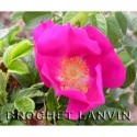 Rosa 'Red Dagmar' - Rosaceae - Rosier