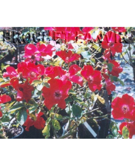 Rosa 'Red Eyes' - Rosaceae - Rosier