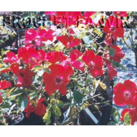 Rosa 'Red Eyes' - Rosaceae - Rosier