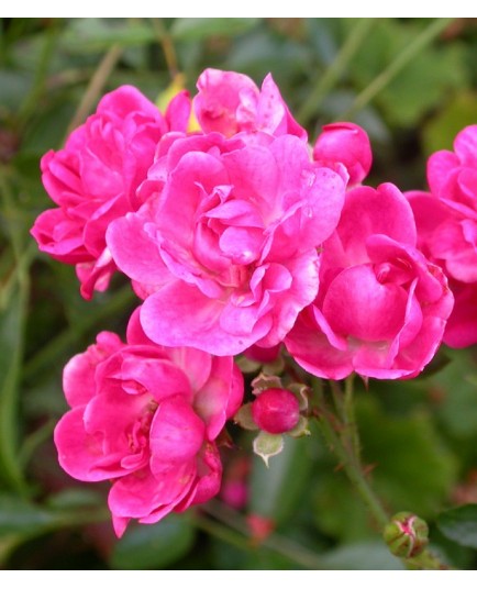 Rosa 'Red Fairy' - Rosaceae - Rosier nain