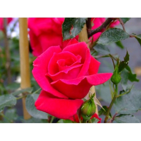Rosa 'Red New Dawn' - Rosaceae - Rosier