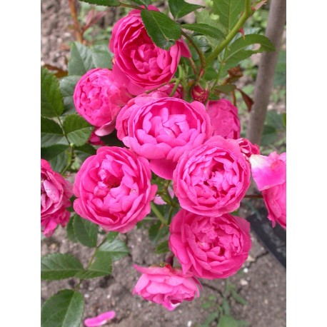 Rosa 'Renoncule' - Rosaceae - Rosier nain