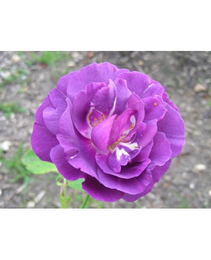 Rosa 'Rhapsodie in Blue' - Rosaceae - Rosier