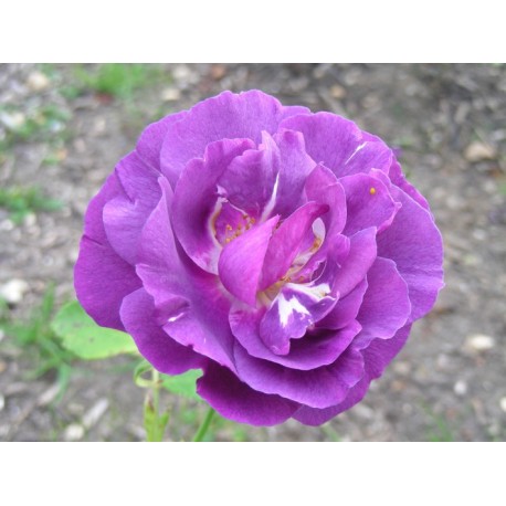 Rosa 'Rhapsodie in Blue' - Rosaceae - Rosier
