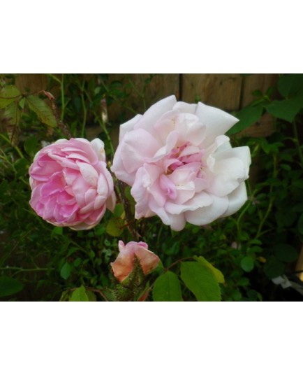 Rosa 'Robert Léopold' - Rosaceae - Rosier arbuste