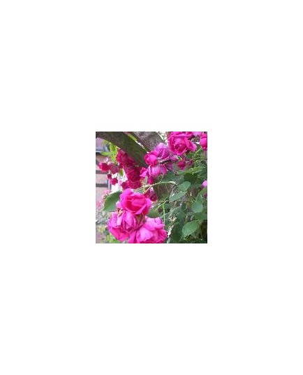 Rosa 'Roi de Siam' - Rosaceae - Rosier
