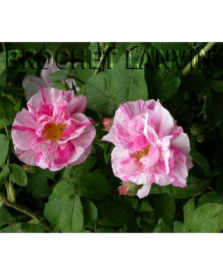 Rosa 'Rosa Mundi' - Rosaceae - Rosier