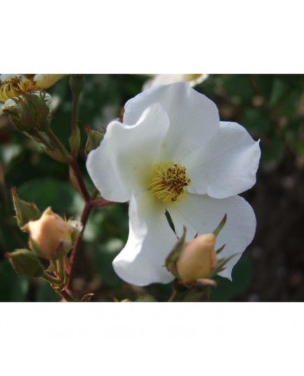 Rosa 'Rosalita' - Rosaceae - Rosier