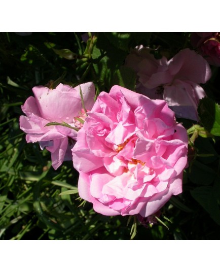 Rosa 'Rose Chou' - Rosaceae - Rosier
