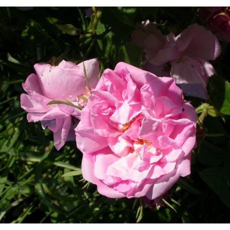 Rosa 'Rose Chou' - Rosaceae - Rosier