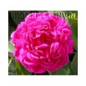 Rosa 'Rose de Resht' - Rosaceae - Rosier