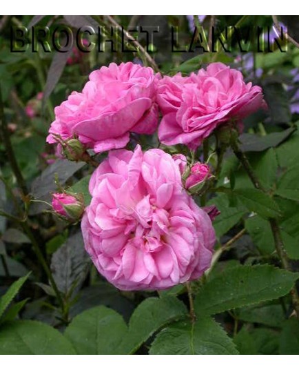 Rosa 'Rose des Peintres' - Rosaceae - Rosier