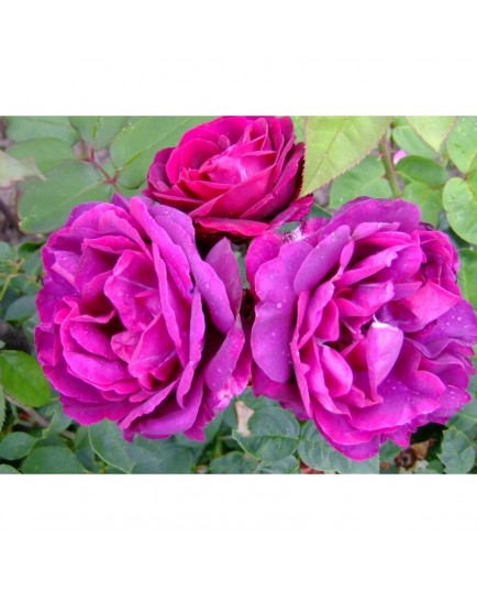 Rosa 'Rose du roi à fleurs pourpres' - Rosaceae - Rosier