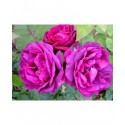 Rosa 'Rose du roi à fleurs pourpres' - Rosaceae - Rosier