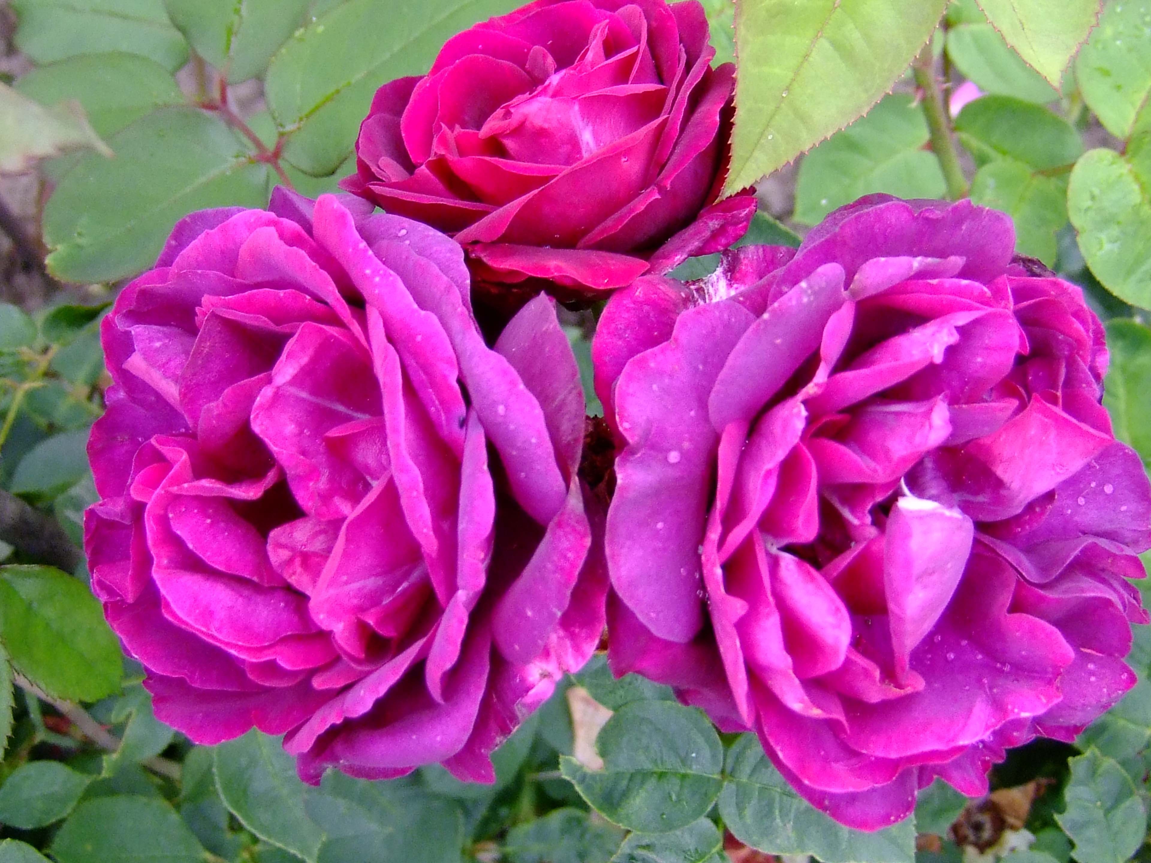Rosa Rose Du Roi A Fleurs Pourpres Rosier