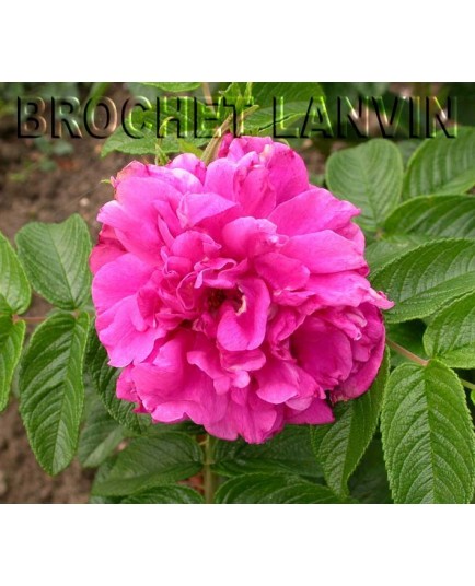 Rosa 'Roseraie de l'Hay' - Rosaceae - Rosier