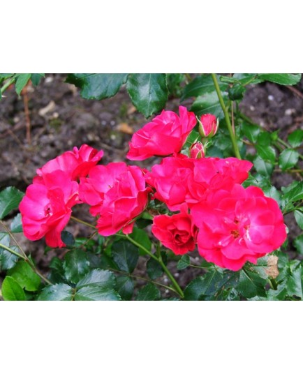 Rosa 'Rotilia' - Rosaceae - Rosier couvre-sol
