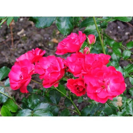Rosa 'Rotilia' - Rosaceae - Rosier couvre-sol