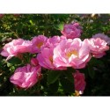 Rosa 'Saint Nicholas' - Rosaceae - Rose ancienne - Rosier arbuste