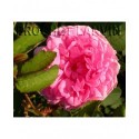 Rosa 'Salet' - Rosaceae - Rosier mousseux