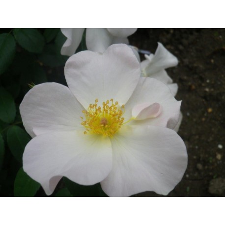 Rosa 'Sally Holmes' - Rosaceae - rosier