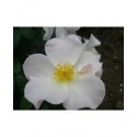 Rosa 'Sally Holmes' - Rosaceae - rosier