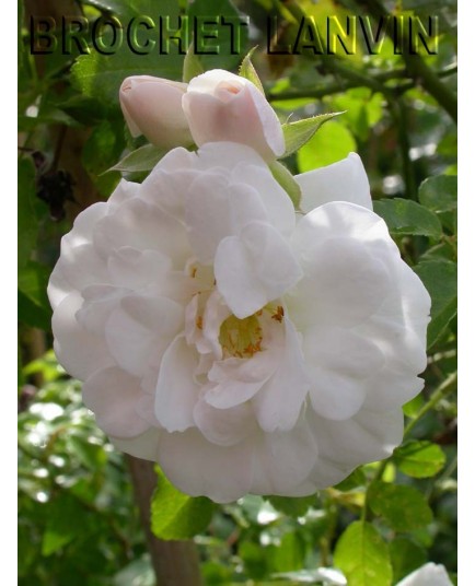 Rosa 'Sander's White Rambler' - Rosaceae - Rosier