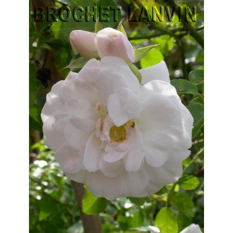Rosa 'Sander's White Rambler' - Rosaceae - Rosier