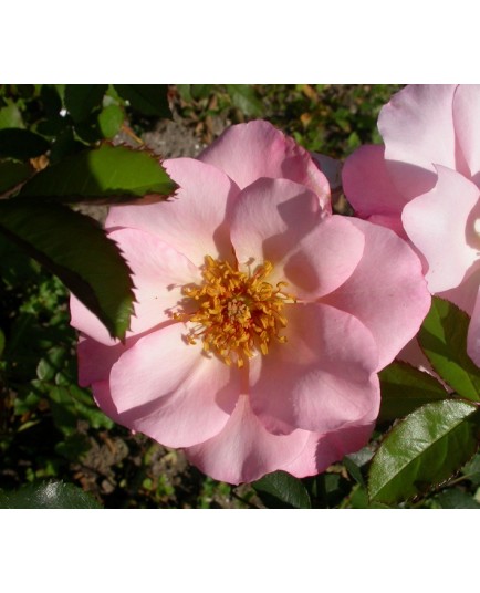 Rosa 'Santa Catalina' - Rosaceae - Rosier