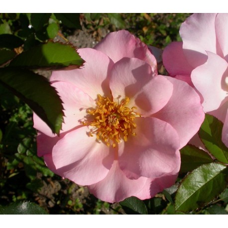 Rosa 'Santa Catalina' - Rosaceae - Rosier