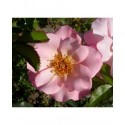 Rosa 'Santa Catalina' - Rosaceae - Rosier