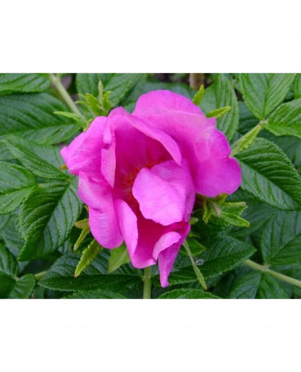 Rosa 'Scabrosa' - Rosaceae - Rosier