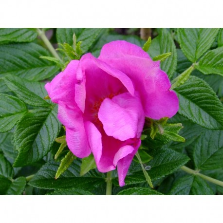Rosa 'Scabrosa' - Rosaceae - Rosier
