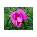 Rosa 'Scabrosa' - Rosaceae - Rosier