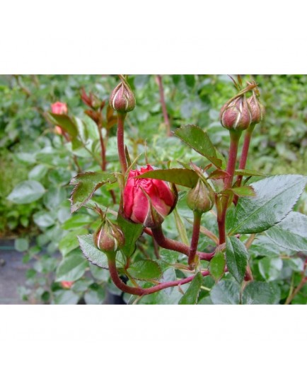 Rosa 'Schloss Eutin ®' - Rosaceae - Rosier arbustif