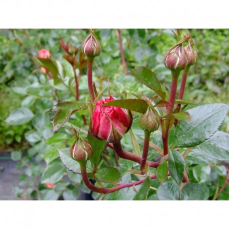 Rosa 'Schloss Eutin ®' - Rosaceae - Rosier arbustif