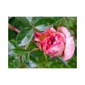 Rosa 'Schloss Eutin ®' - Rosaceae - Rosier arbustif