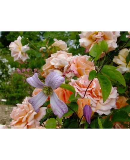 Rosa 'Schloss Wildenfels' - Rosaceae - rosier