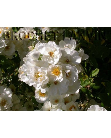 Rosa 'Seagull' - Rosaceae - Rosier