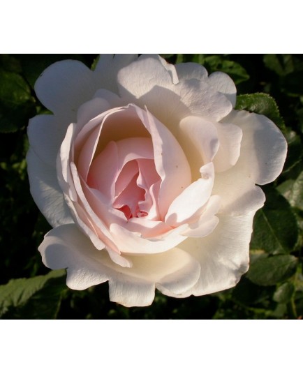 Rosa 'Sebastien Kneipp' - Rosaceae - Rosier