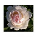 Rosa 'Sebastien Kneipp' - Rosaceae - Rosier