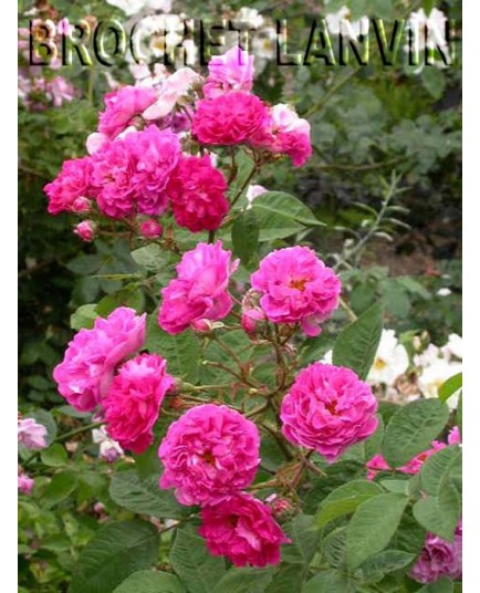 Rosa 'Seven Sisters Rose' - Rosaceae - Rosier