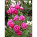 Rosa 'Seven Sisters Rose' - Rosaceae - Rosier
