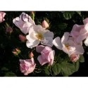 Rosa 'Shropshire Lass' - Rosaceae - Rosier