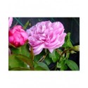Rosa 'Sidonie' - Rosaceae - Rosier