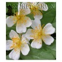 Rosa 'Sir Cedric Morris' - Rosaceae - Rosier