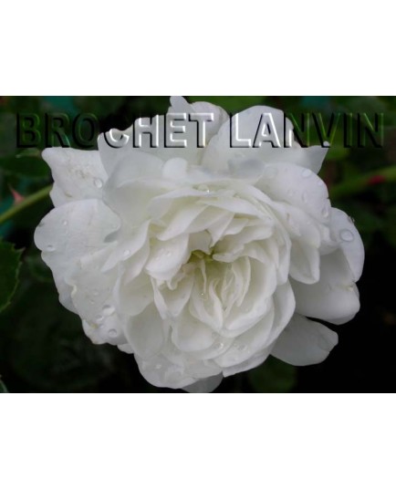Rosa 'Snow Carpet' - Rosaceae - Rosier
